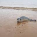 Barnabus the seal has been released back into the seal after he was rescued by South Shields MP Emma Lewell-Buck.