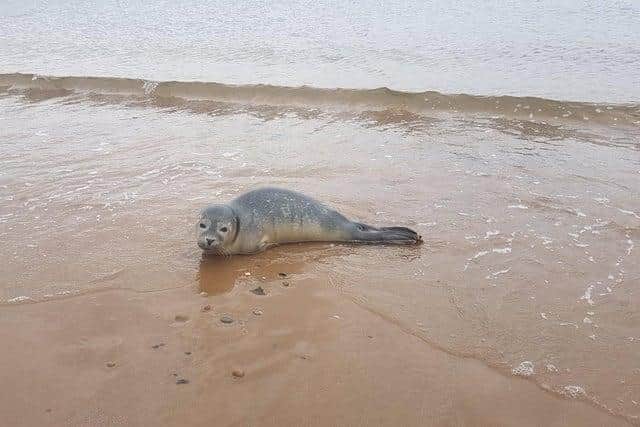 Barnabus the seal has been released back into the seal after he was rescued by South Shields MP Emma Lewell-Buck.