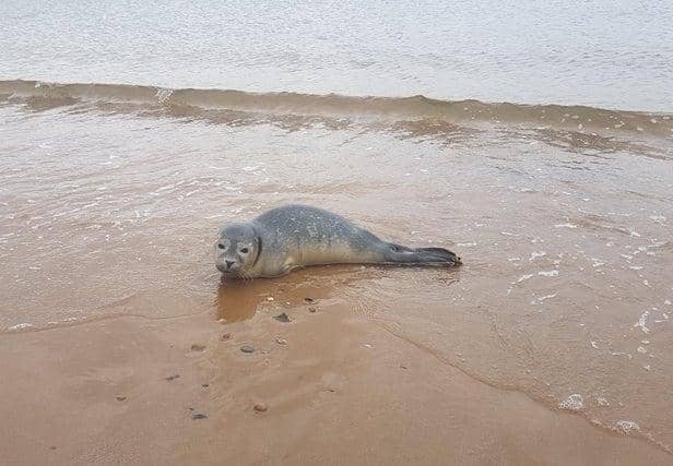 Barnabus the seal has been released back into the seal after he was rescued by South Shields MP Emma Lewell-Buck.