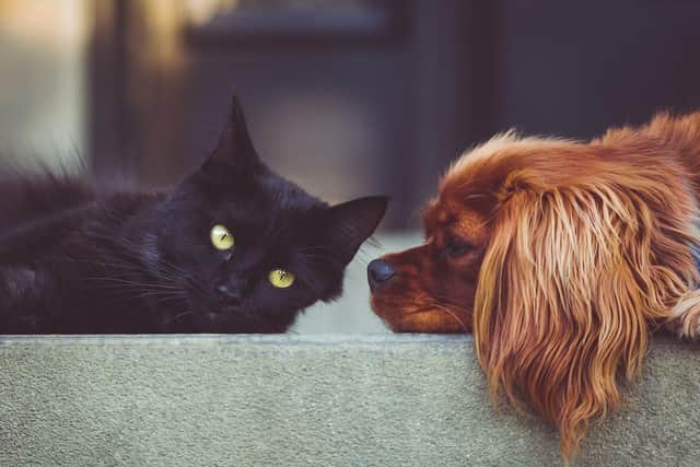 Cats and dogs could need a Covid vaccine to help stop the spread of the virus, scientists have said.