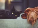 Cats and dogs could need a Covid vaccine to help stop the spread of the virus, scientists have said.