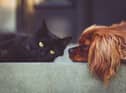 Cats and dogs could need a Covid vaccine to help stop the spread of the virus, scientists have said.