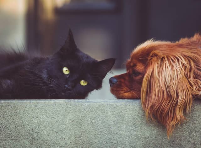 Cats and dogs could need a Covid vaccine to help stop the spread of the virus, scientists have said.