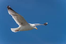 A herring gull in flight. Picture c/o Pixabay.