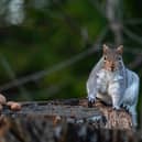 A grey squirrel
