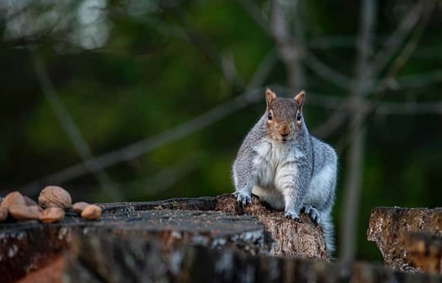 A grey squirrel