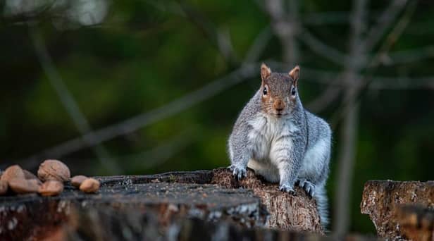 A grey squirrel