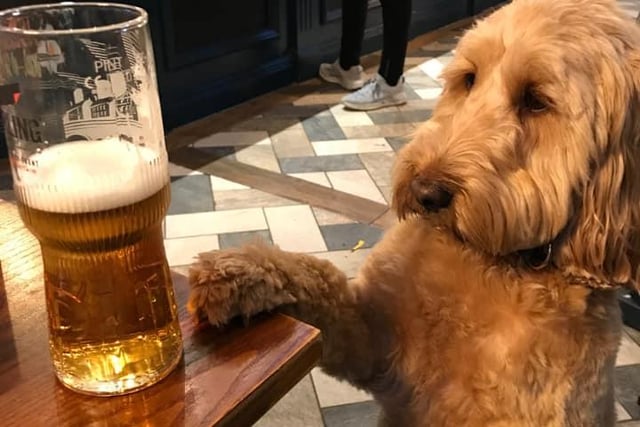 Jake wants you to keep your paws off his beer.