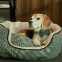 Dudley the beagle enjoyed his stay at The Resident.