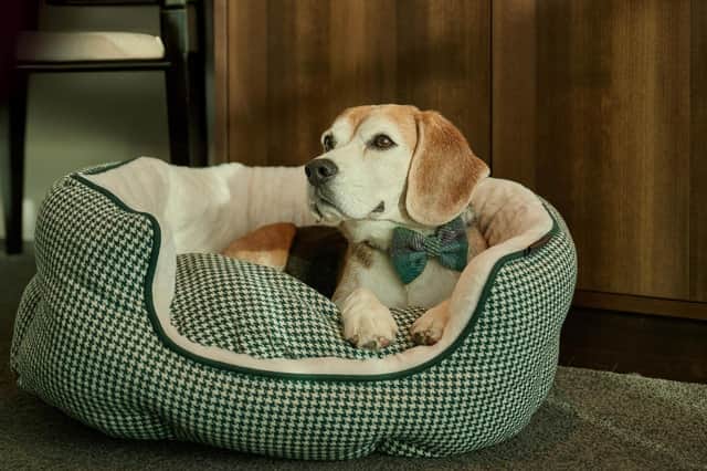 Dudley the beagle enjoyed his stay at The Resident.