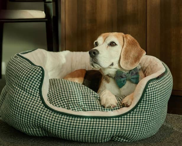 Dudley the beagle enjoyed his stay at The Resident.