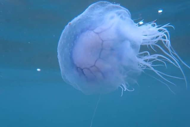 This photo by Sam Jeffries Petrie shows the detail and structure of jellyfish which can be found off our coast.