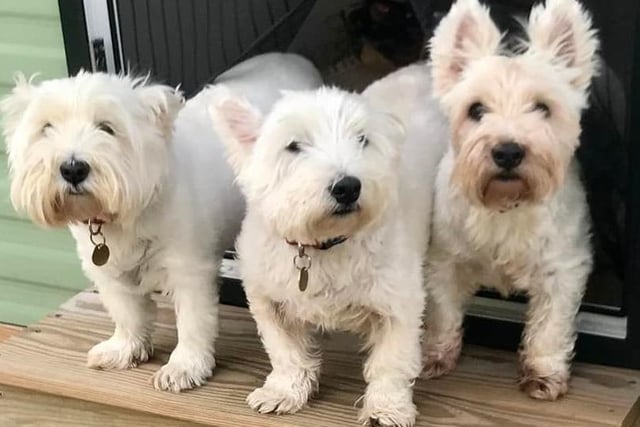 The whole gang! Celebrating this year's International Dog Day with TJ, Freddie and Max.