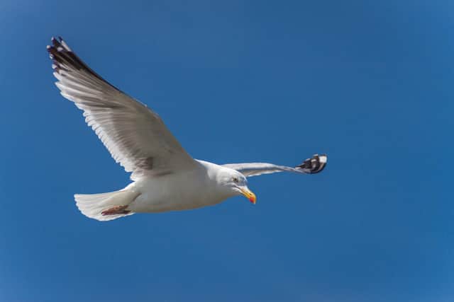 A herring gull in flight