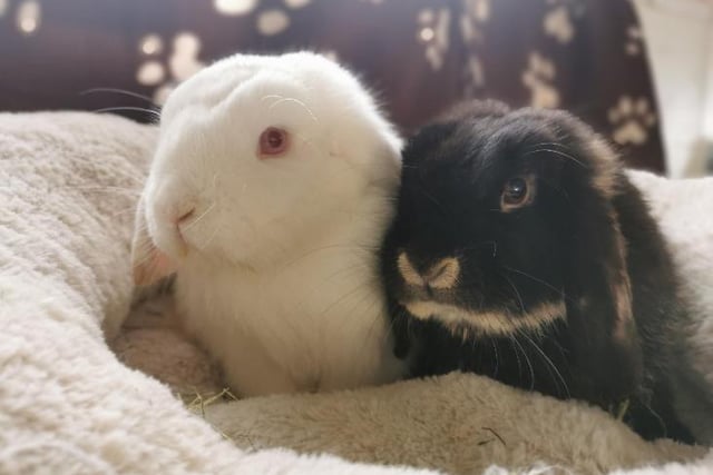 Lady and Tramp are both Lop rabbits, and are between six and 12 months old. Lady and Tramp need to be adopted together. Lady is described as a sweet girl who loves climbing all over you and giving you kisses - Tramp on the other hand is a bit more reserved, and would need his new owner to take things slow with him. They are being cared for at the RSPCA Stubbington Ark branch.