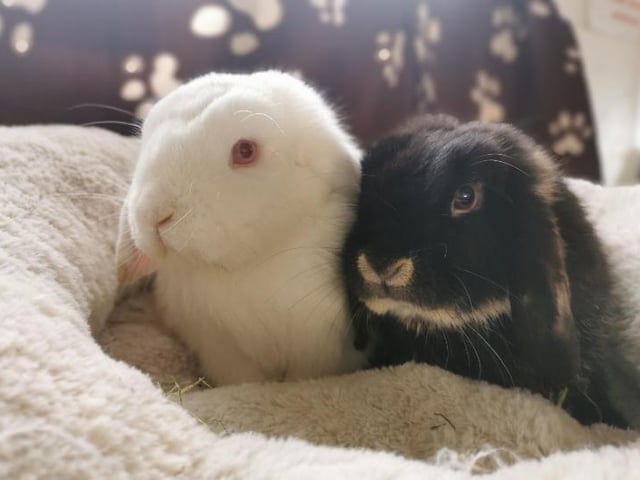 Lady and Tramp are both Lop rabbits, and are between six and 12 months old. Lady and Tramp need to be adopted together. Lady is described as a sweet girl who loves climbing all over you and giving you kisses - Tramp on the other hand is a bit more reserved, and would need his new owner to take things slow with him. They are being cared for at the RSPCA Stubbington Ark branch.