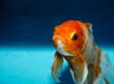 There are concerns over animal welfare in relation to using pets as prizes at events.