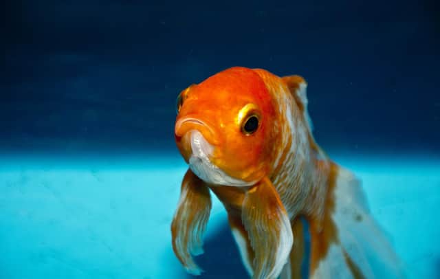 There are concerns over animal welfare in relation to using pets as prizes at events.