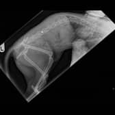 An x-ray of Leeroy showing a BB gun pellet on his spine following the attack