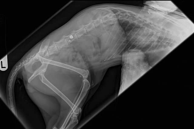 An x-ray of Leeroy showing a BB gun pellet on his spine following the attack