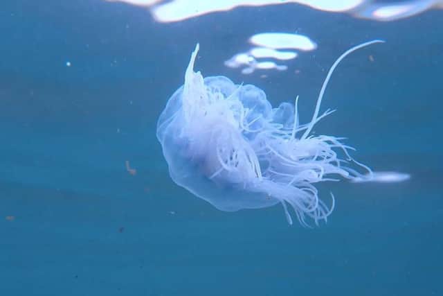 Sam Jeffries Petrie snapped a series of images of jellyfish while swimming off Seaburn.