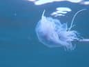 Sam Jeffries Petrie snapped a series of images of jellyfish while swimming off Seaburn.