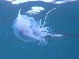 Sam Jeffries Petrie snapped a series of images of jellyfish while swimming off Seaburn.