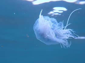 Sam Jeffries Petrie snapped a series of images of jellyfish while swimming off Seaburn.