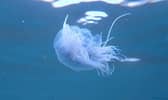 Sam Jeffries Petrie snapped a series of images of jellyfish while swimming off Seaburn.