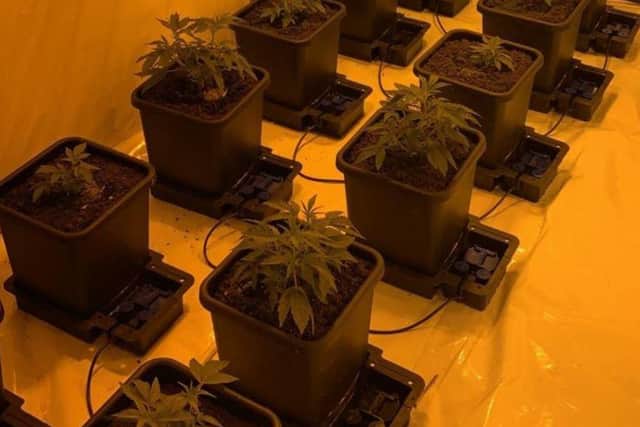 Two cannabis farms were discovered