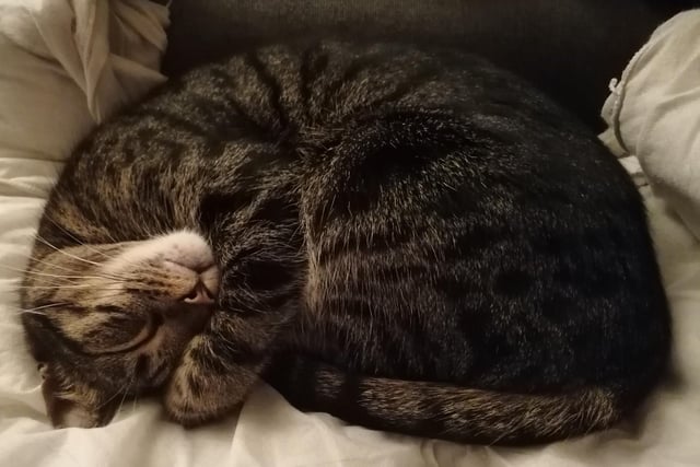Taking some time for a nap.