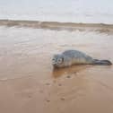South Shields MP Emma Lewell-Buck helped rescue Barnabus the seal from Littlehaven Beach after it appeared to be injured.