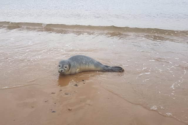 South Shields MP Emma Lewell-Buck helped rescue Barnabus the seal from Littlehaven Beach after it appeared to be injured.