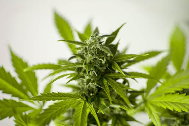 A stock picture of a cannabis plant. Keith Willis, 24, was found by police with eight plants.