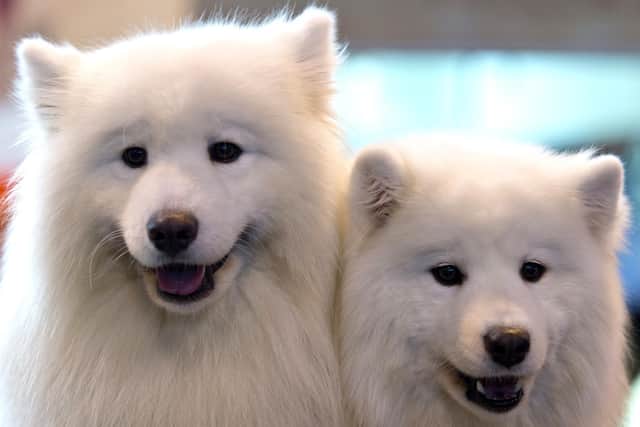 Kennel Club issues warning as new statistics show dog poisining rates rise during Easter weekend. (Photo by Ben Pruchnie/Getty Images)