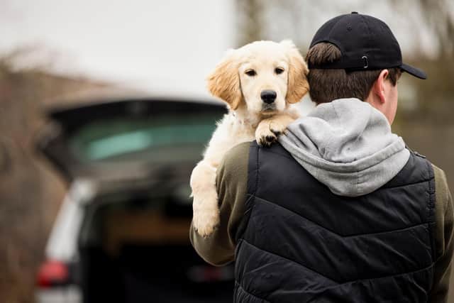 Stock photo of dog theft.