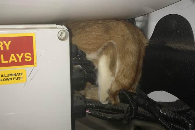 Ginger the cat trapped behind the fuse box.