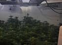 The large-scale cannabis farm was found on Houghton Road