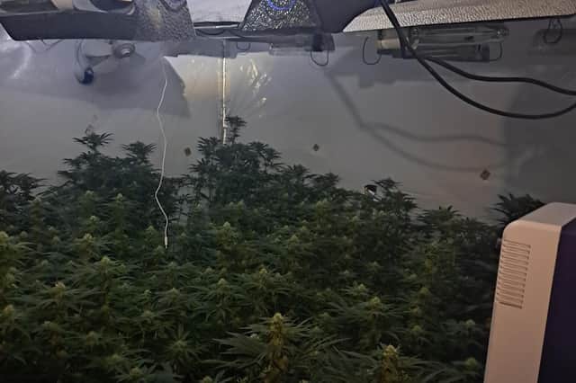 The large-scale cannabis farm was found on Houghton Road