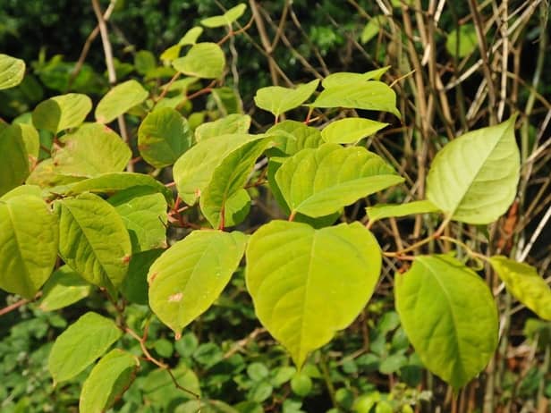 Japanese Knotweed. (Pic credit: Andrew Smith)