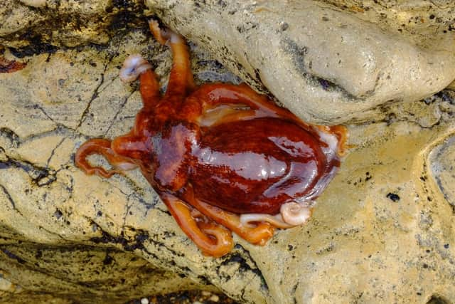 The octopus which was found by Steven Barker, his son Callum and friend Tony.