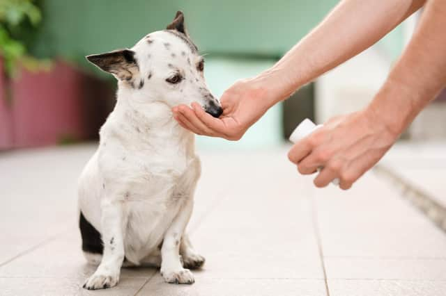 Giving a dog antibiotics (photo: Adobe)