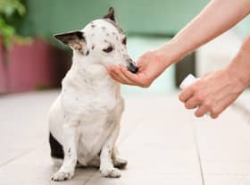 Giving a dog antibiotics (photo: Adobe)