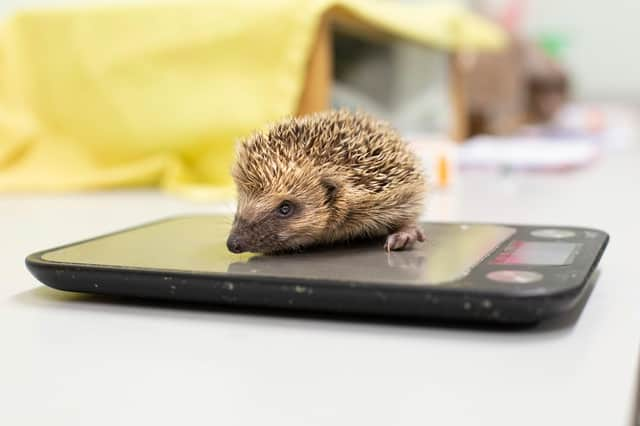 Hedgehogs can starve in the winter due to a lack of natural resources