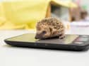 Hedgehogs can starve in the winter due to a lack of natural resources