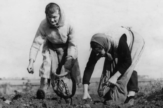 Potato pickers at Whitburn in 1957.