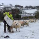 Sheep in Ireshopeburn are fed after snow fell across Weardale.