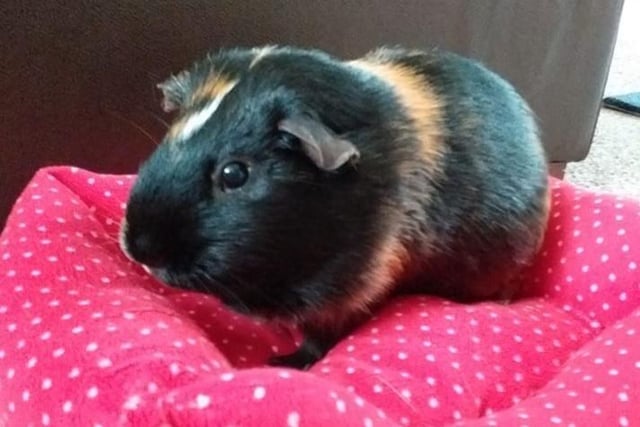 Cocoa has a beautiful coat.