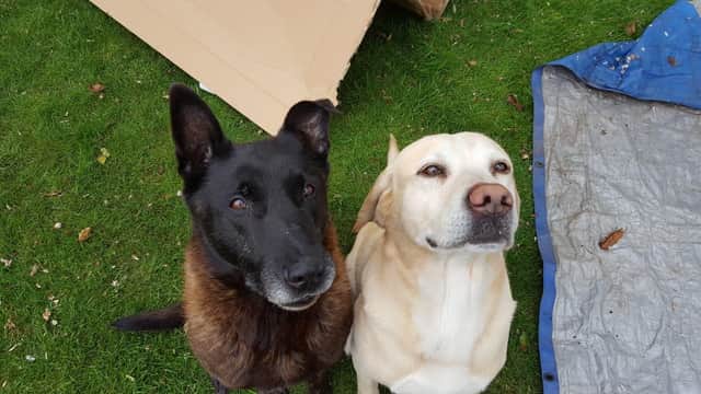 Ozzy and Bailey