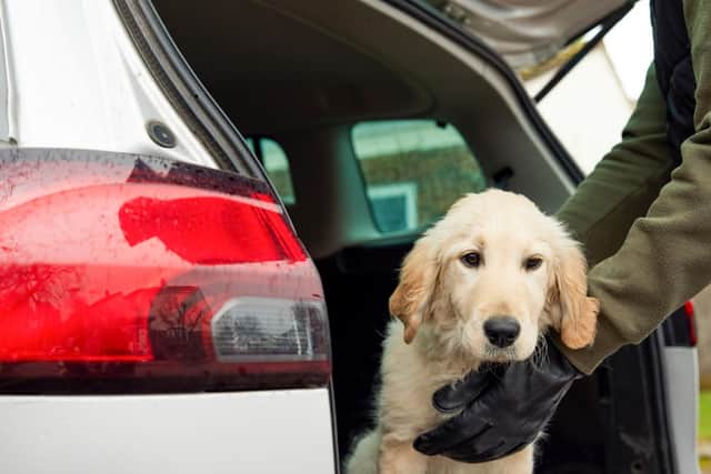 Male Criminal Stealing Or Dognapping Puppy And Putting Them In Car